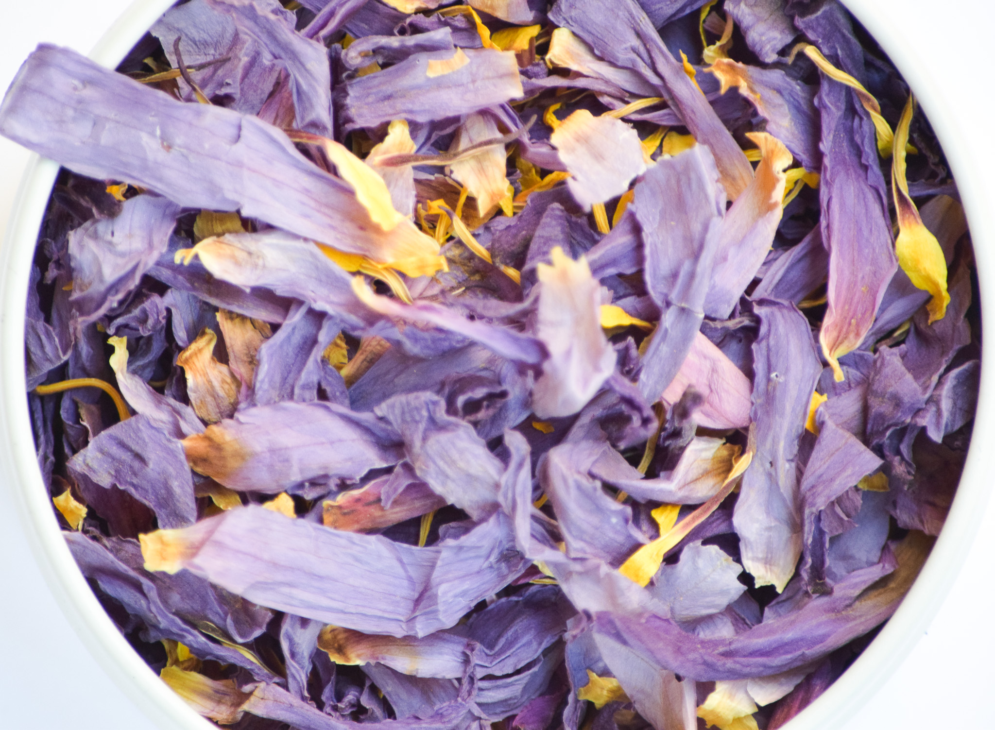 Blue_Lotus_Flower_4 - Bear Blend