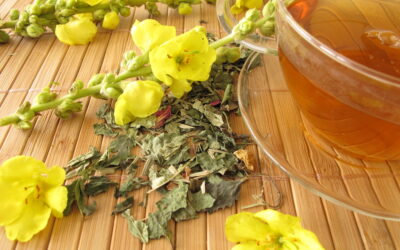 Discover Mullein – The Timeless Remedy