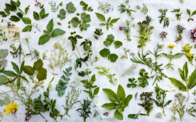 The Art of Wildcrafting Herbs: How to Taste the Earth and Live Abundantly