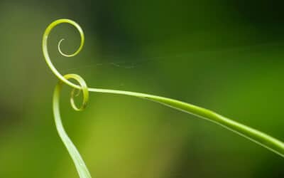 How Herbs and Nature Can Cure Loneliness and Save Your Goddamned Soul