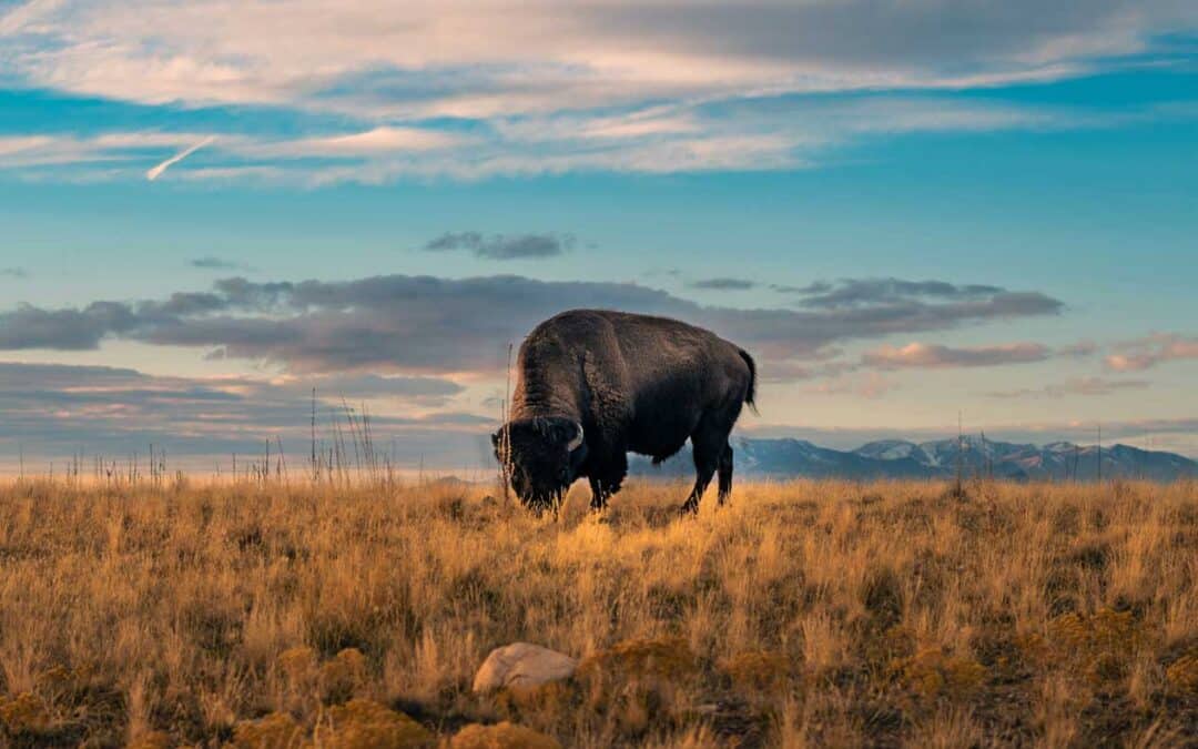Buffalo Medicine: What We Can Learn from the Sacredness of Abundance