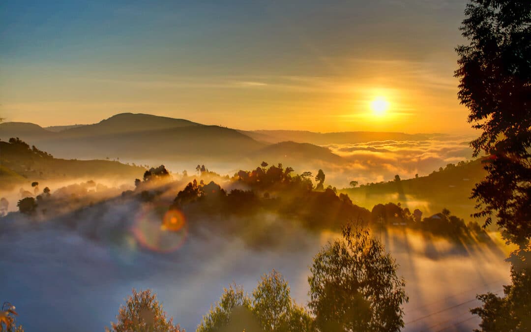 Rise and Shine: 5 Awesome Herbs to Pair with Your Morning Coffee