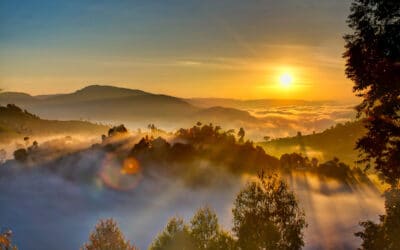 Rise and Shine: 5 Awesome Herbs to Pair with Your Morning Coffee