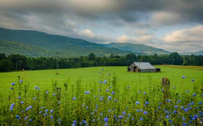 Our Original Blend: The Origin of Bear Blend’s Roots