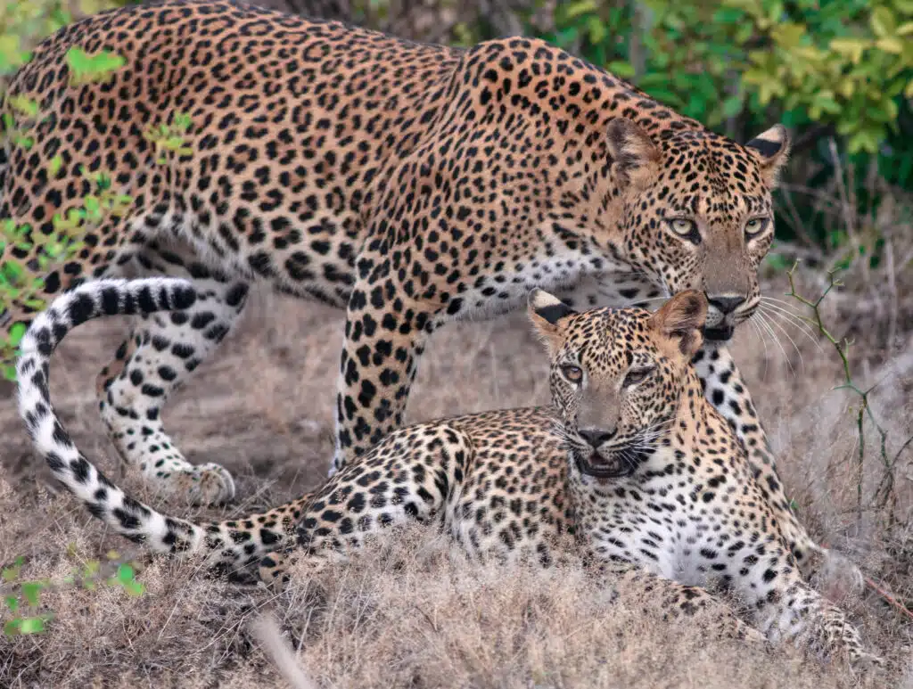 Leopard mom and cub bonding leopard family mom and son bonding mom and baby bonding Leopard family Sri Lanka