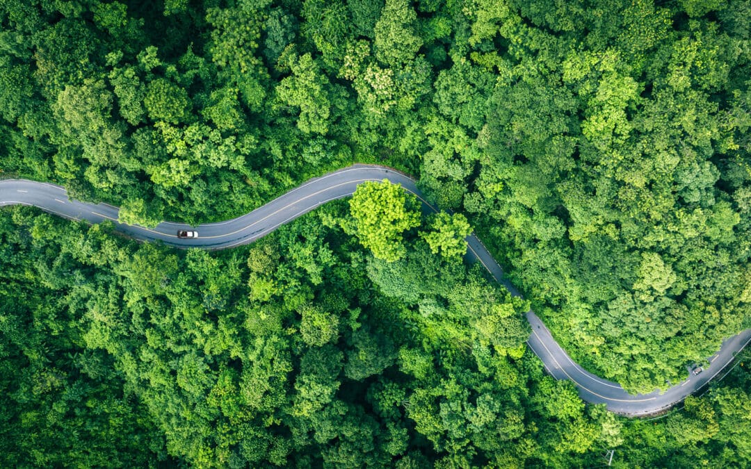 Take a Plant Journey: 3 Herbs to Expand Your Mind and Enliven Your Soul