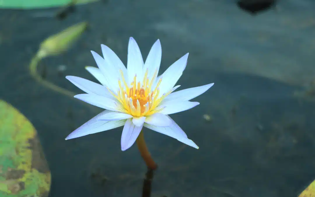 The Story Behind Egyptian Blue Lotus — Nymphaea Caerulea