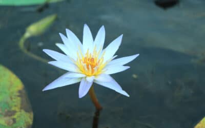 The Story Behind Egyptian Blue Lotus — Nymphaea Caerulea