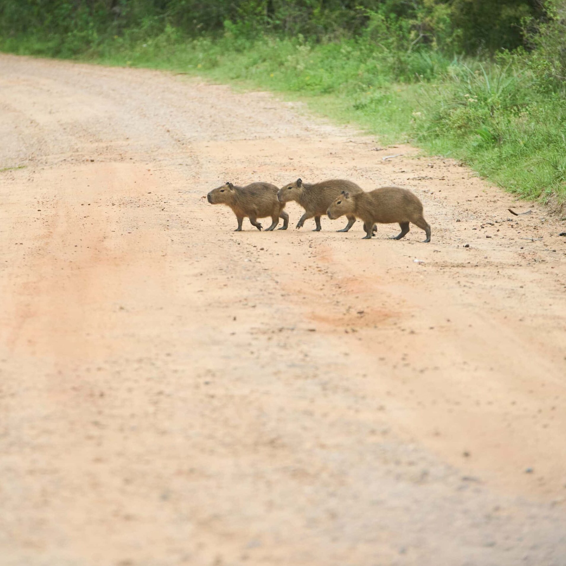 Group of Capybaras Hydrochoerus hydrochaeris crossing a road in Argentina