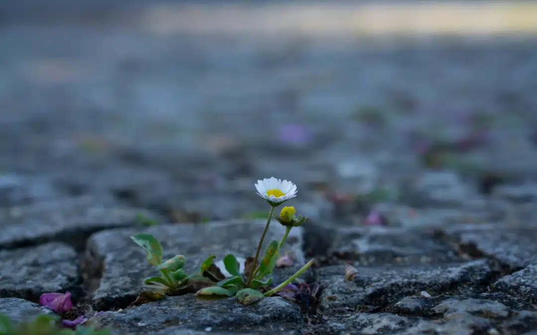 An Ode to Flowers: Wombs of Creation and the Source of All Life