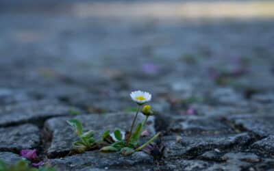 An Ode to Flowers: Wombs of Creation and the Source of All Life